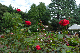image0239