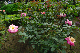 image0241