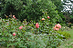 image0242