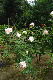 image0243