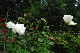 image0244