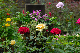 image0250