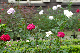 image0251