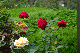 image0253
