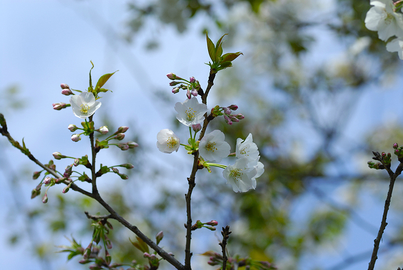 image0133