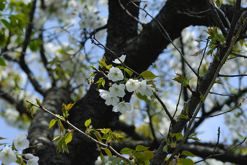 image0136