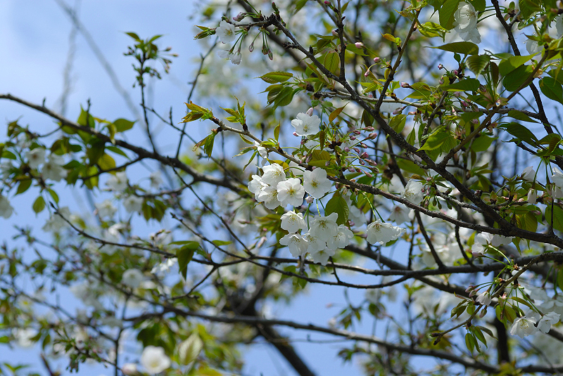 image0137