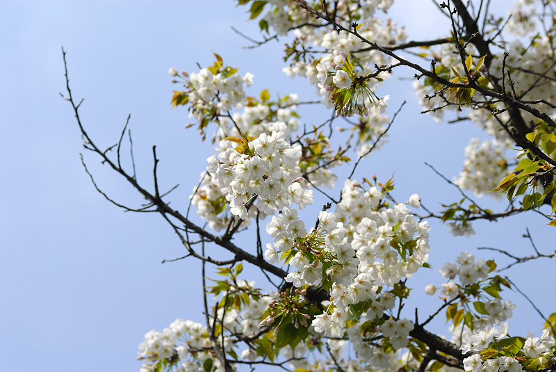 image0138