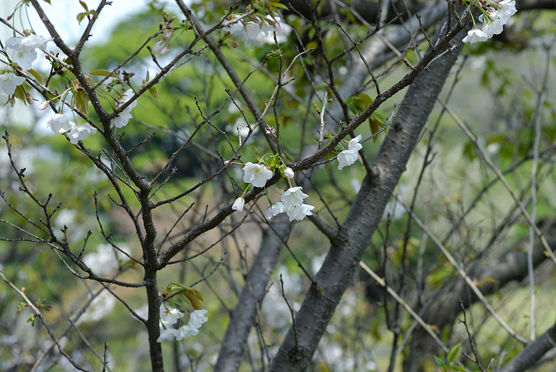 image0139