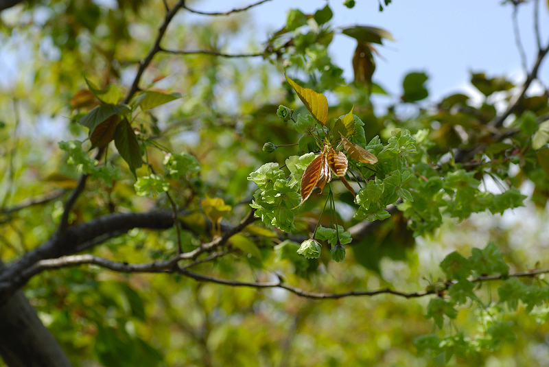 image0196