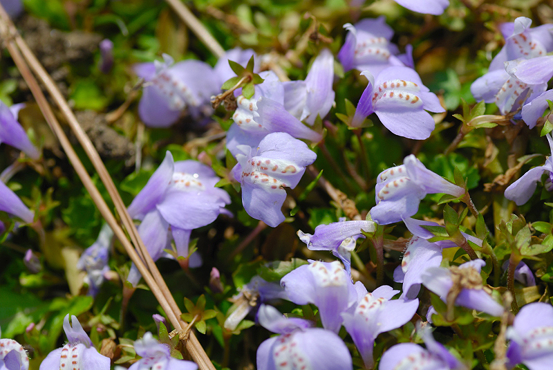 image0205