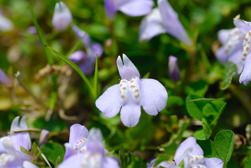 image0209