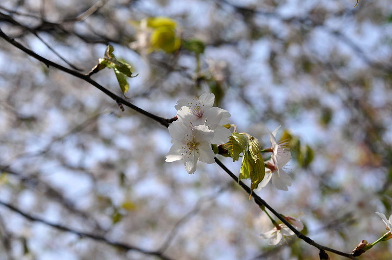 image0131