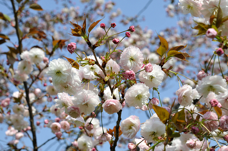 image0166
