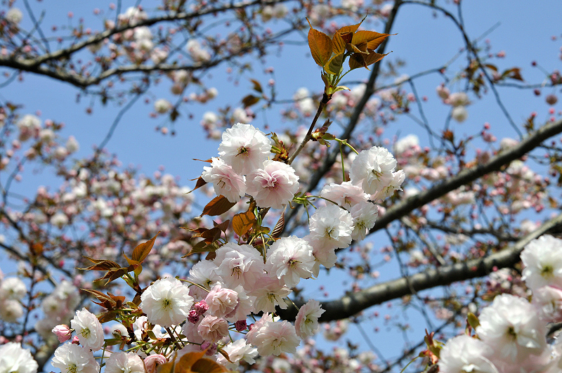 image0177