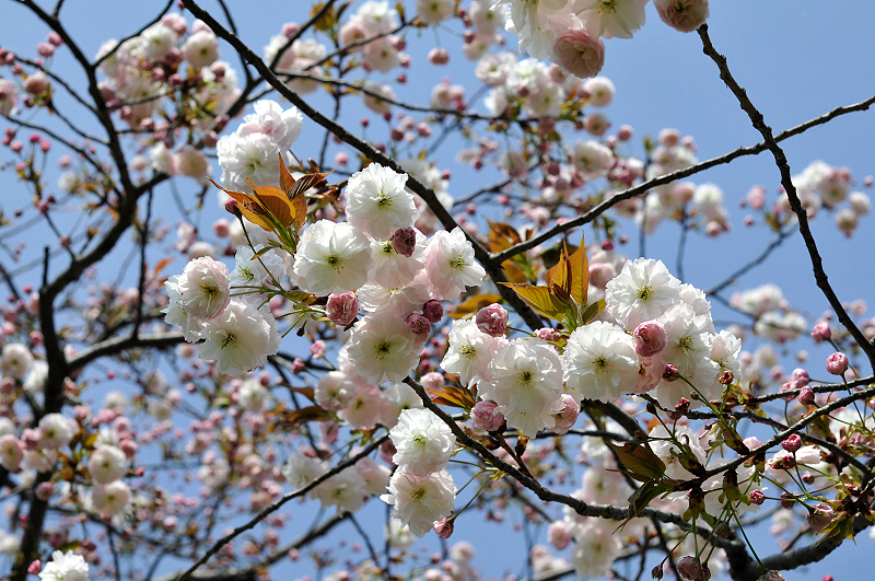 image0179