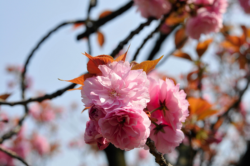 image0209