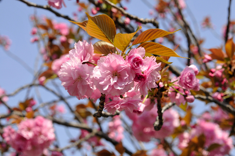 image0226