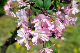 image0198