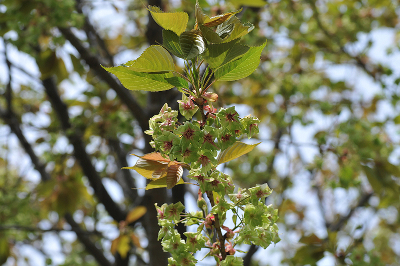 image0076