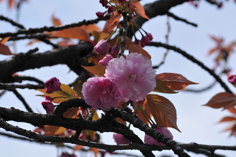 image0131