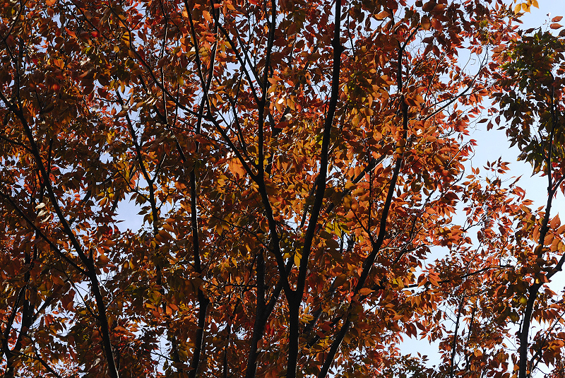 image0131