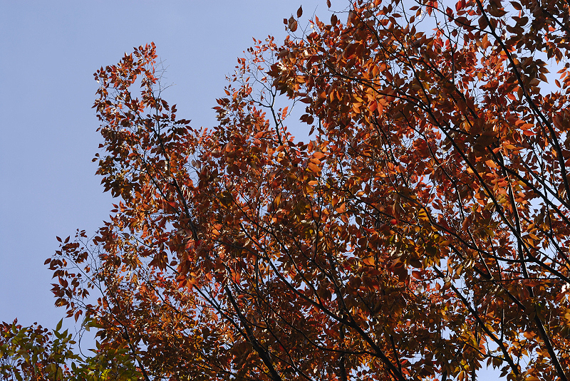 image0133