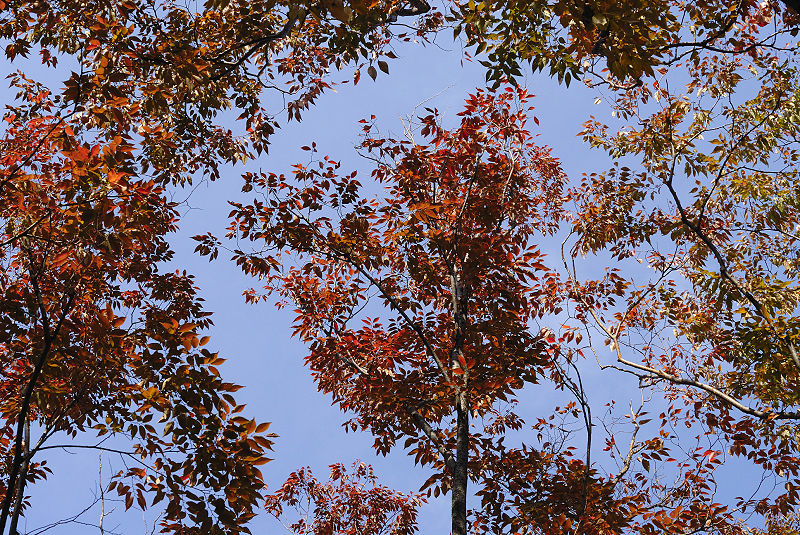 image0137
