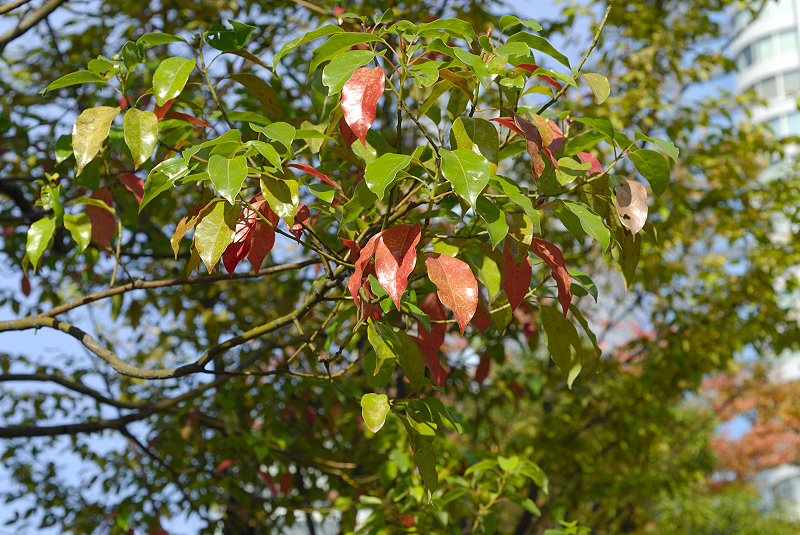 image0141