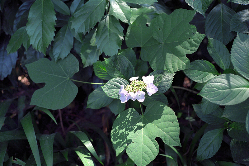 image0026