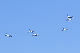 image0595