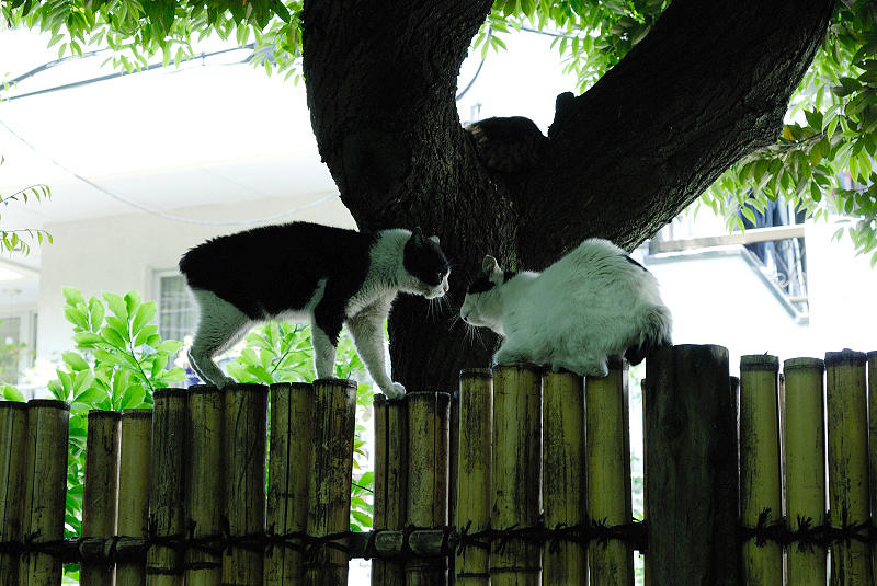 image0086