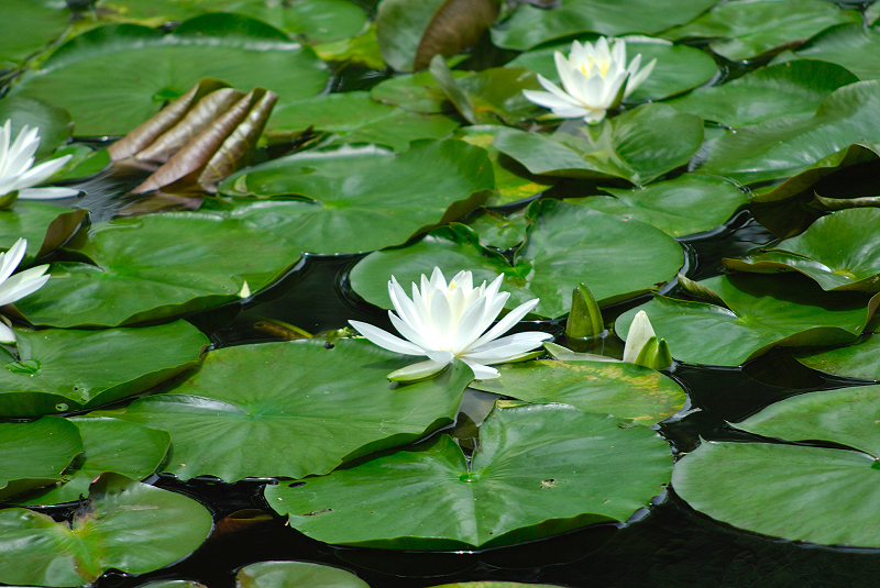 image0079