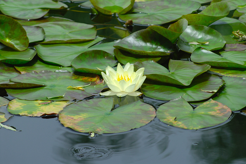 image0106