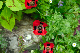 image0186