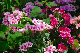 image0189