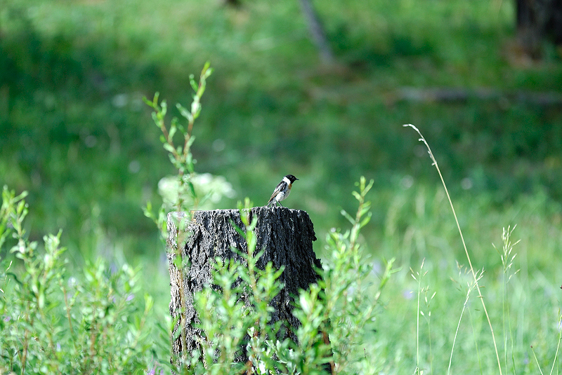 image0096