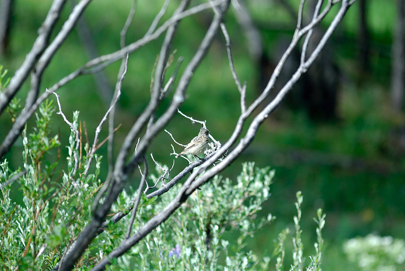 image0098