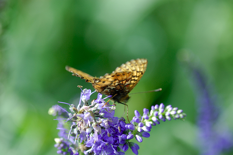 image0099