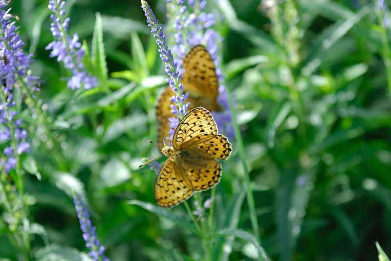 image0101