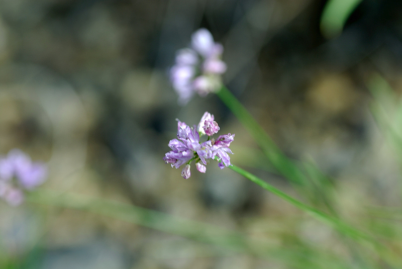 image0111