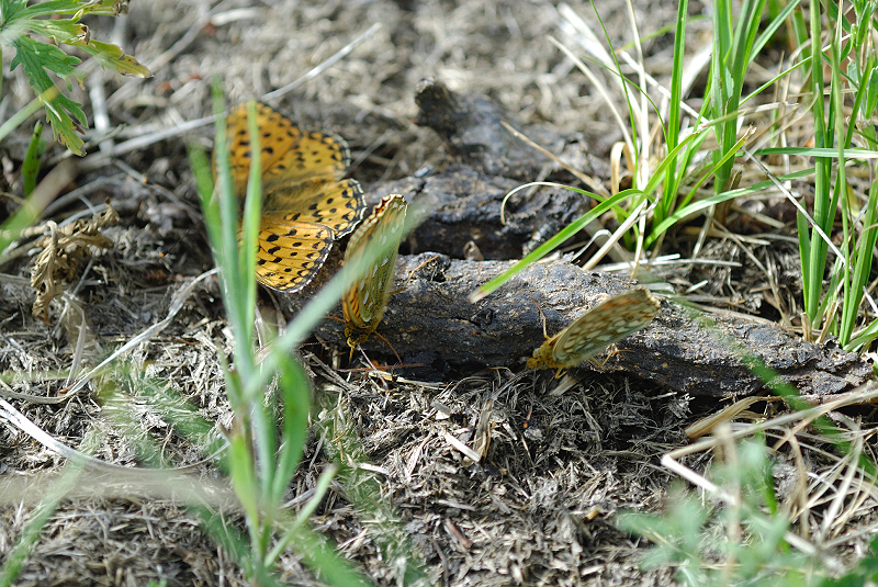 image0131
