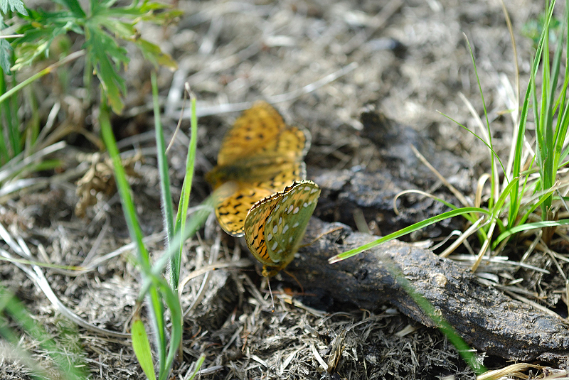 image0132