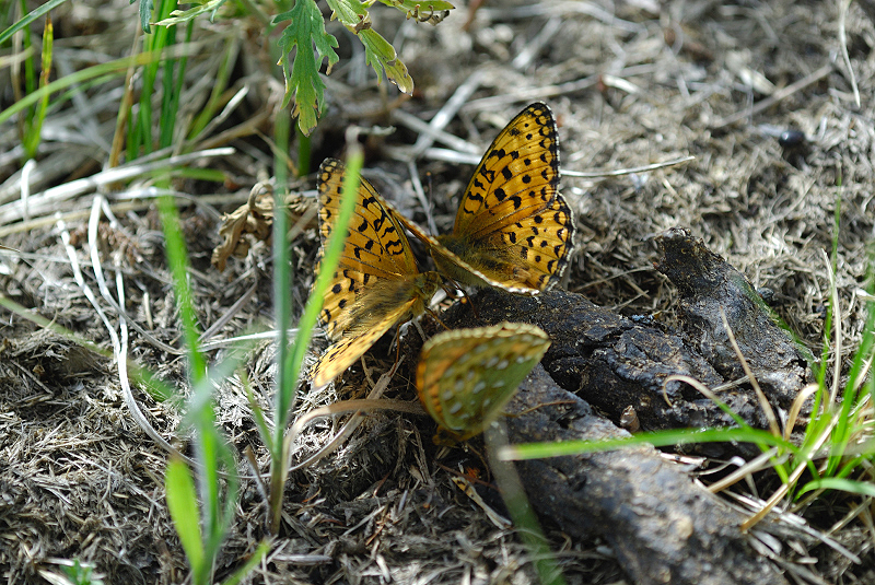 image0133