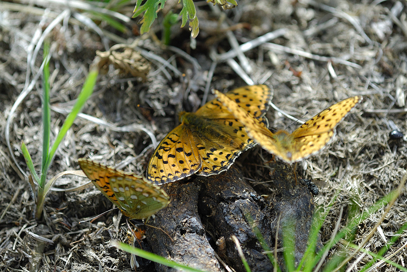 image0135