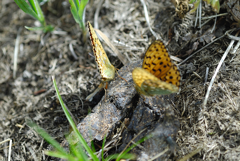 image0136