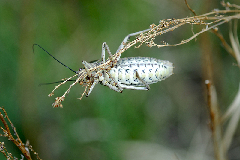 image0155