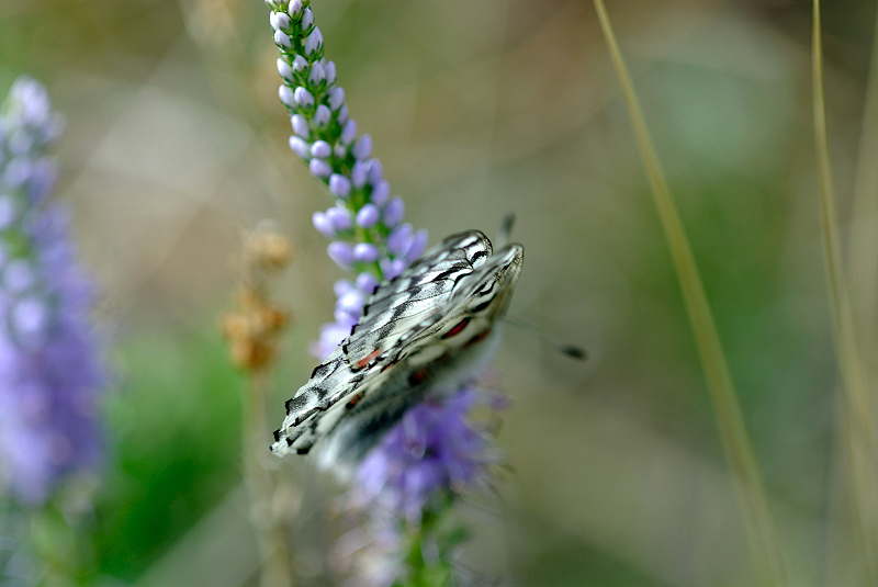 image0183