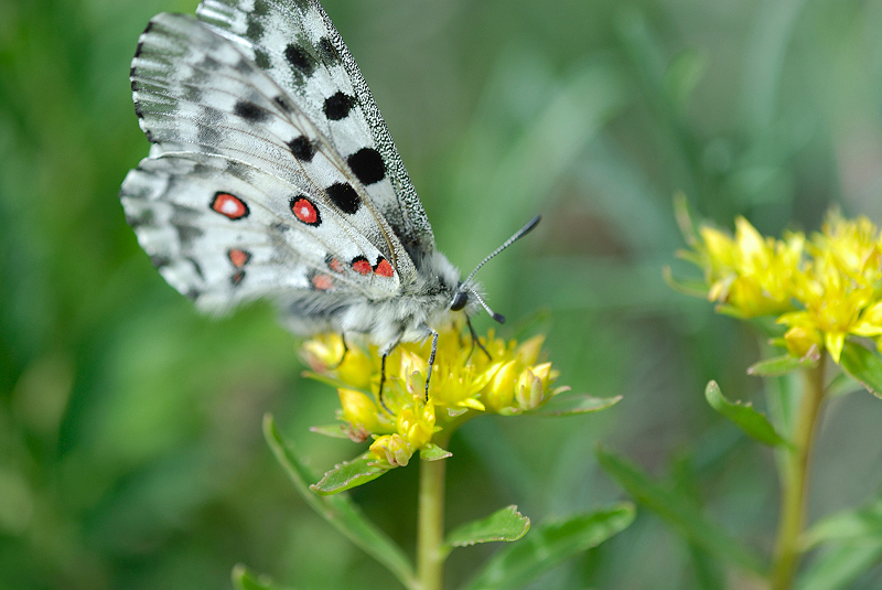 image0194