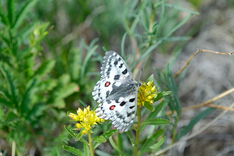 image0204